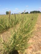Plains Bristlegrass - Setaria leucopila